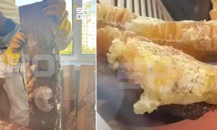 Супруги из Казани обнаружили пчелиную ферму у себя на балконе с 3 кг меда - НТР 24