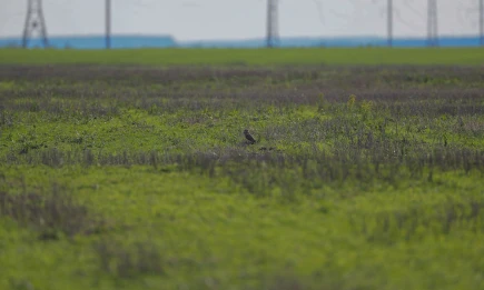 Прилетевшую в Татарстан из Мальты через Африку сову отыскал нижнекамец - НТР 24