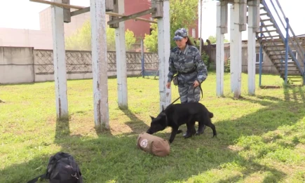 Нижнекамские кинологи и их четвероногие напарники отмечают профессиональный праздник - НТР 24