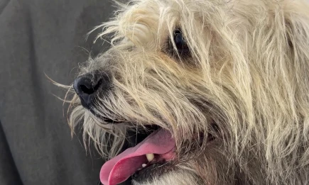 В Татарстане начнут выявлять собак без чипов и регистрации - НТР 24