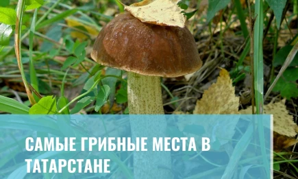 Грибные места в Татарстане - НТР 24