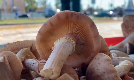 Как не отравиться грибами: эксперт опровергает народные мифы - НТР 24