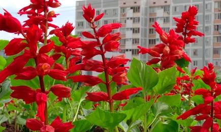 В Татарстане новая рабочая неделя начнётся с гроз и сильного ветра - НТР 24