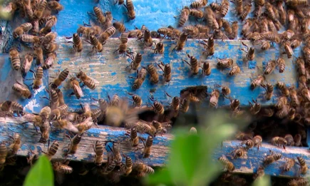В КФУ рассказали о лечебных свойствах прополиса, перги и пчелиного яда - НТР 24