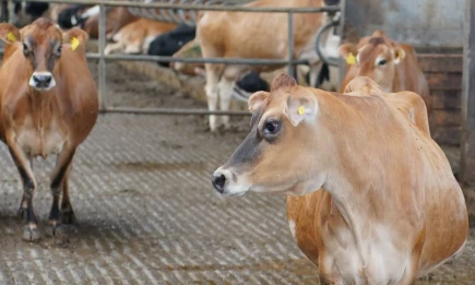 Минсельхозпрод РТ сообщает об отборе заявок от граждан, ведущих личное подсобное хозяйство на возмещение части затрат - НТР 24