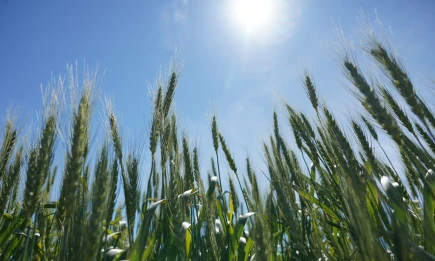 Как бороться с болезнями яровых зерновых культур и сохранить урожай - НТР 24