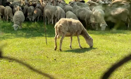 Нижнекамские фермеры рассказали, как выращивают животных на Курбан-байрам - НТР 24