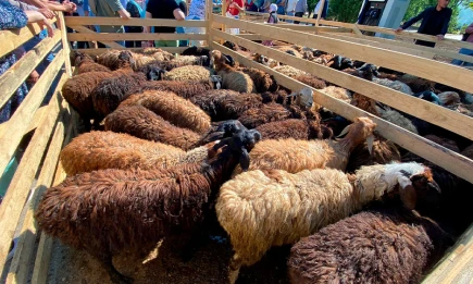 В Татарстане передадут 4 тонны мяса малоимущим семьям и соцучреждениям - НТР 24