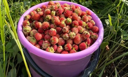 Нижнекамцы собирают первый урожай луговой клубники: сколько стоит ведерко - НТР 24