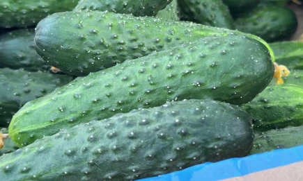 Прокисшее молоко: лучшее удобрение для огурцов в июне - НТР 24