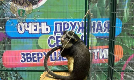 В контактном зоопарке в Нижнекамске выявлены грубые нарушения содержания животных - НТР 24