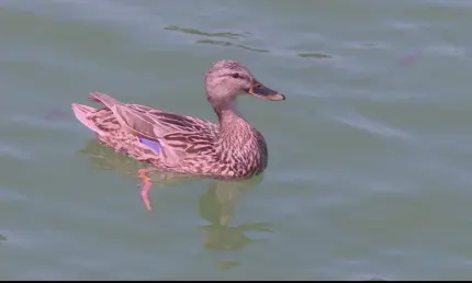 В Татарстан возвращается 32-градусная жара - НТР 24