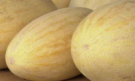 Как выбрать хорошую дыню: советы от эксперта - НТР 24