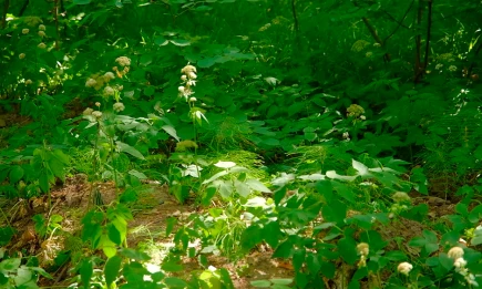 Более 400 укусов клещей в Нижнекамске: как защититься от опасных паразитов - НТР 24