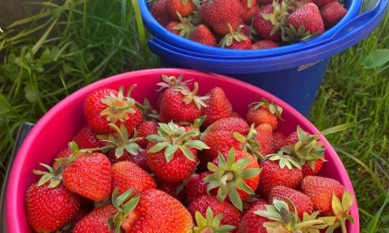 Нижнекамские дачники продают первый урожай клубники - НТР 24