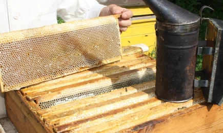 Татарстанские пчеловоды начали собирать мёд раньше обычного - НТР 24