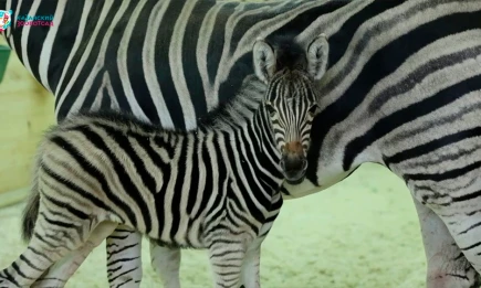 В Казанском зоопарке на новой территории родилась третья зебра - НТР 24