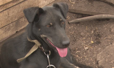 Владельцам собак на заметку: с 1 июля в Татарстане вступают в силу новые правила регистрации - НТР 24