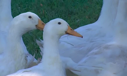 Охотников в Татарстане наказали за электронный манок на гуся - НТР 24