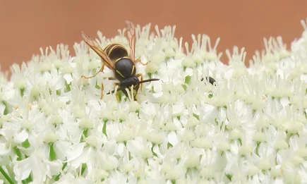 Летняя угроза: какие укусы насекомых могут быть смертельны - НТР 24