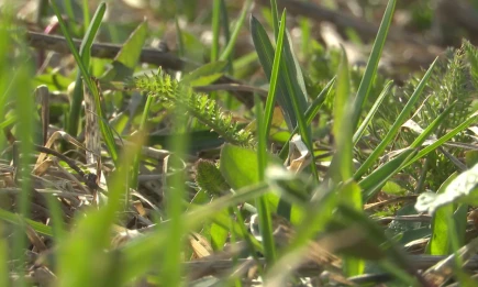 Более 500 нижнекамцев обратились в больницы после укусов клещей - НТР 24