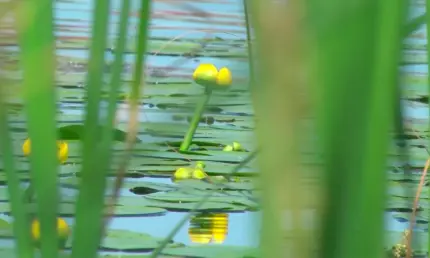 «Зуд купальщика»: как избежать заражения церкариозом в водоемах Татарстана - НТР 24