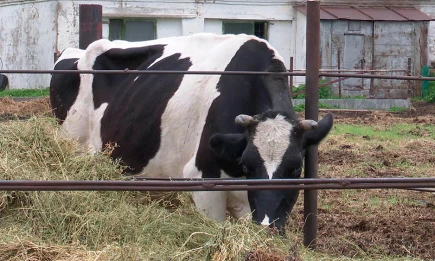 В Татарстане в 2025 году построят четыре молочных комплекса на 12 тысяч скотомест - НТР 24