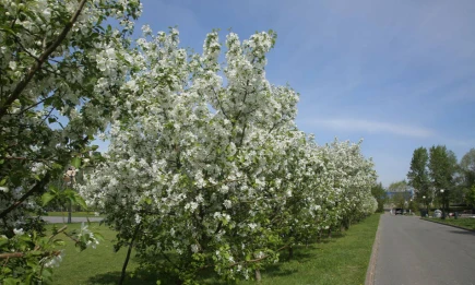 В Татарстане последний день голосования за парки и скверы для благоустройства - НТР 24