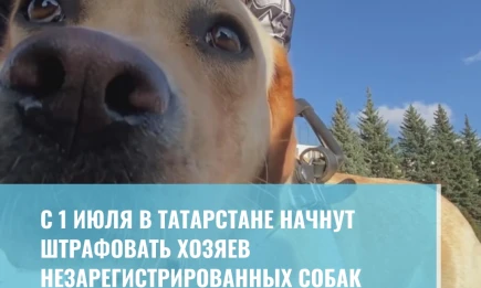 Регистрация собак - НТР 24