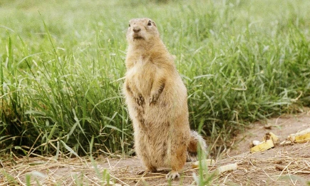 Минниханов поделился видео с сусликом с праздника чувашской культуры - НТР 24