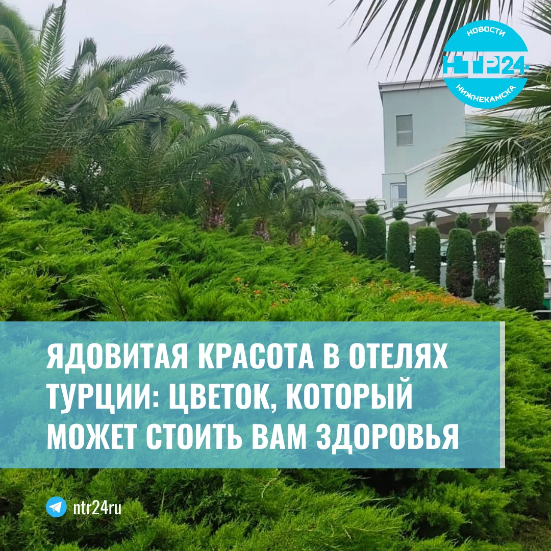 Ядовитая красота в отелях Турции: цветок, который может стоить вам здоровья