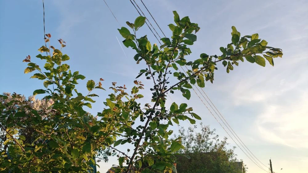 Дерево летом на фоне неба