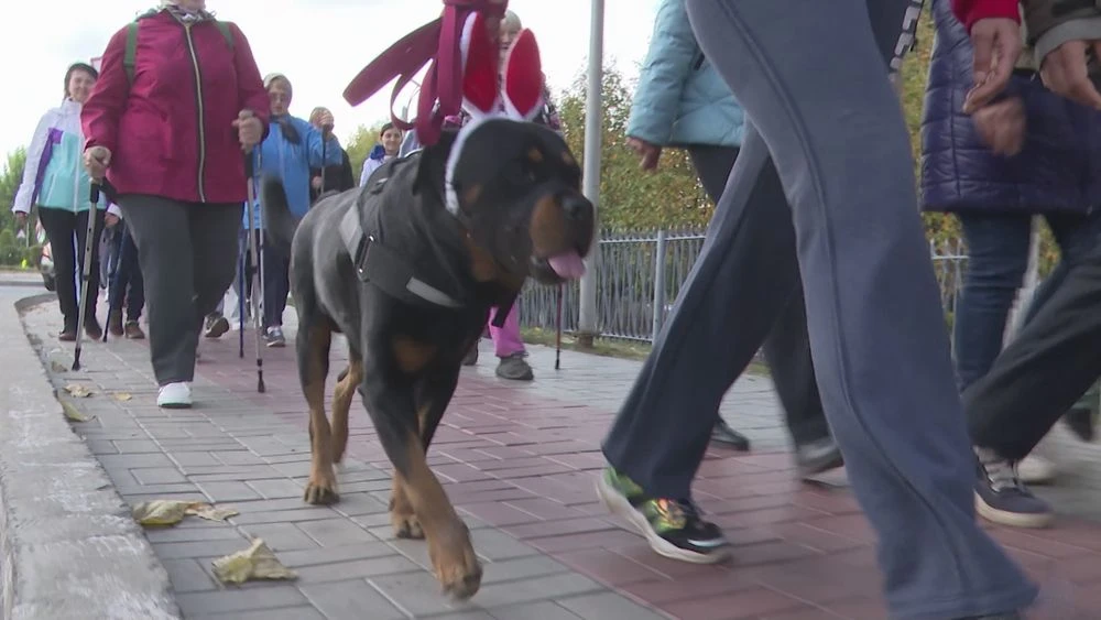 Люди идут по тротуару, массовая пешая прогулка в парке, акция 10 тысяч шагов