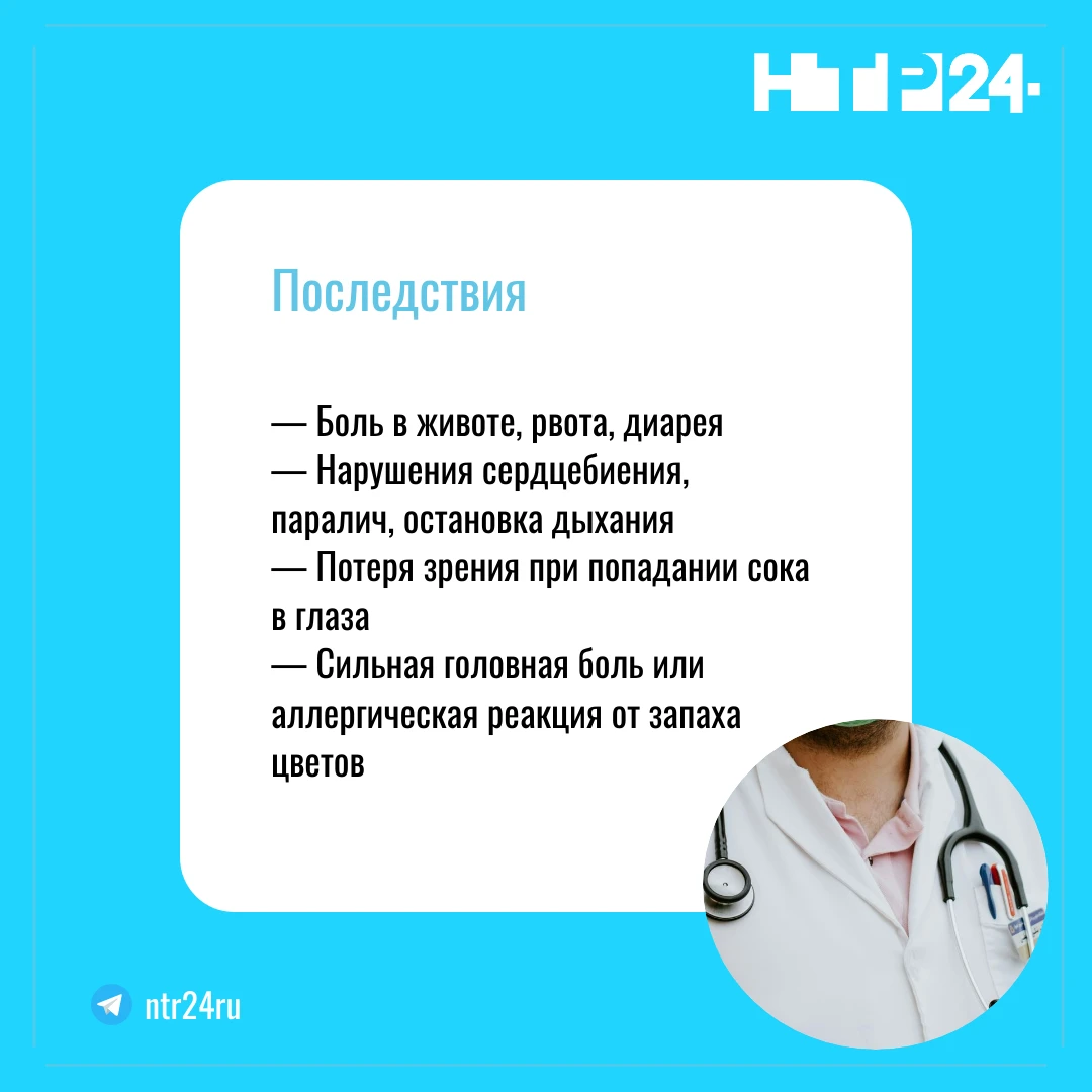 Последствия: — Боль в животе, рвота, диарея  — Нарушения сердцебиения, паралич, остановка дыхания  — Потеря зрения при попадании сока в глаза  — Сильная головная боль или аллергическая реакция от запаха цветов