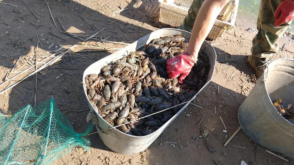 Металлический контейнер с речными раками