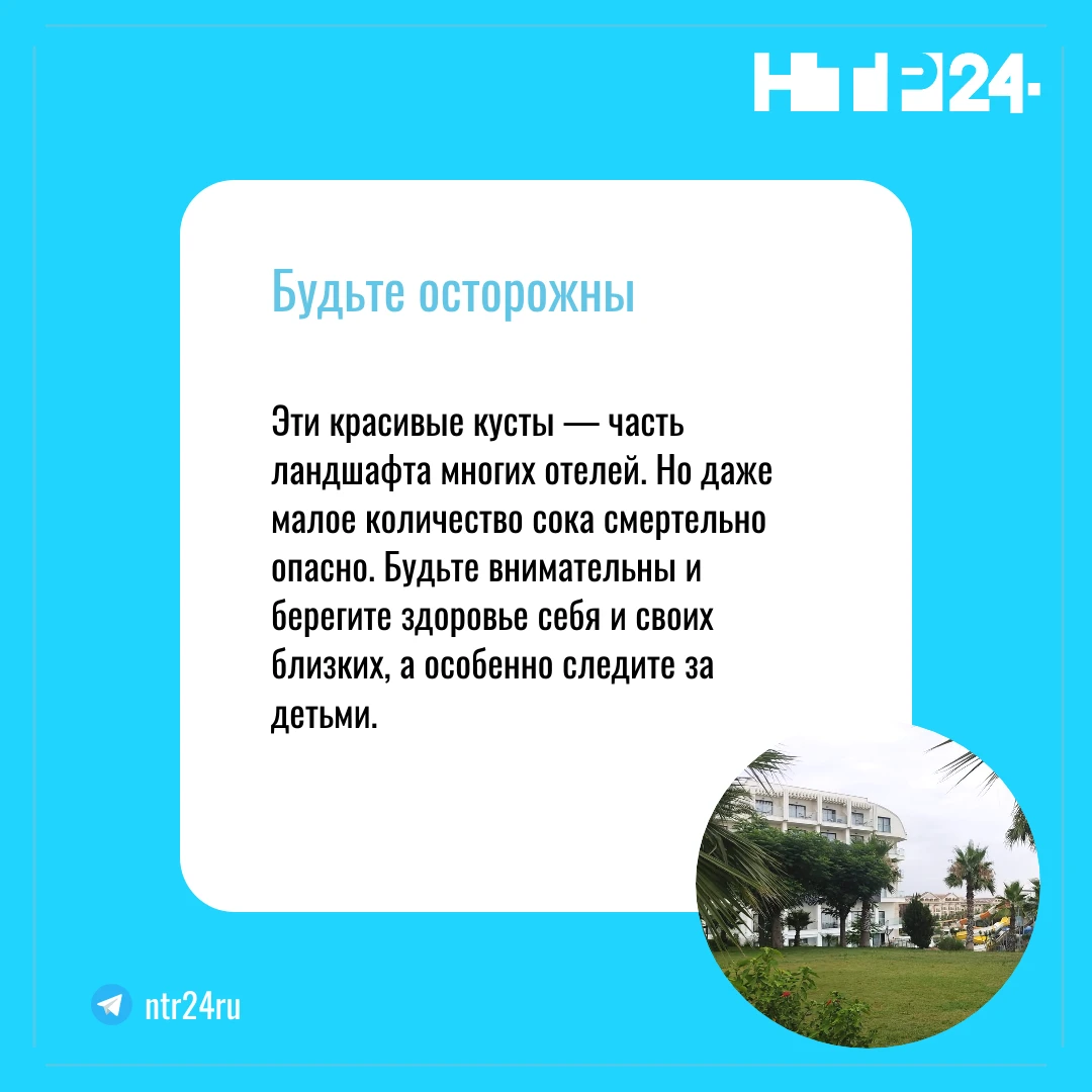 Эти красивые кусты — часть ландшафта многих отелей. Но даже малое количество сока смертельно опасно. Будьте внимательны и берегите здоровье себя и своих близких, а особенно следите за детьми