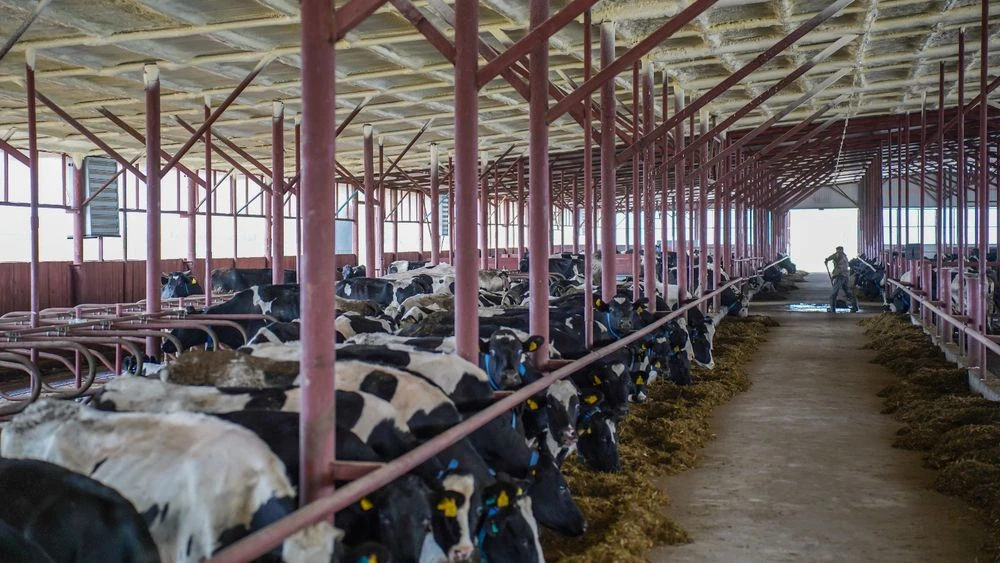 Коровы в коровнике