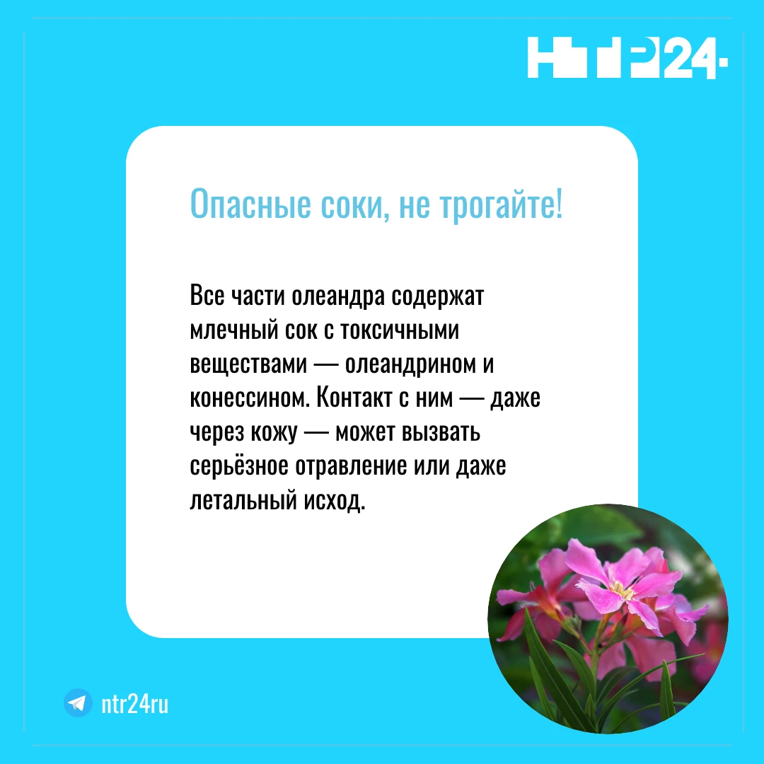Все части олеандра содержат млечный сок с токсичными веществами — олеандрином и конессином. Контакт с ним — даже через кожу — может вызвать серьёзное отравление или даже летальный исход