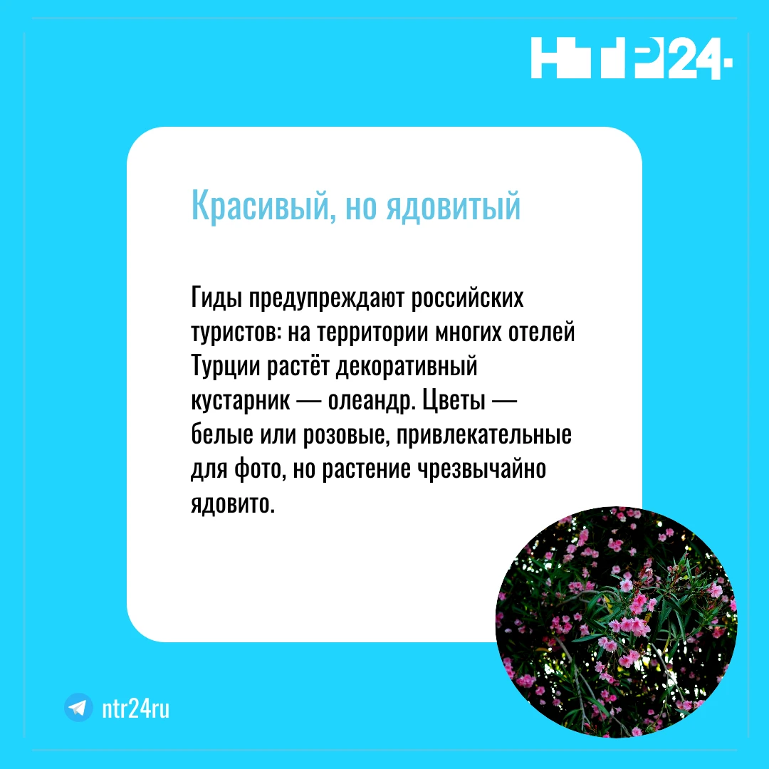Гиды предупреждают российских туристов: на территории многих отелей Турции растёт декоративный кустарник — олеандр. Цветы — белые или розовые, привлекательные для фото, но растение чрезвычайно ядовито
