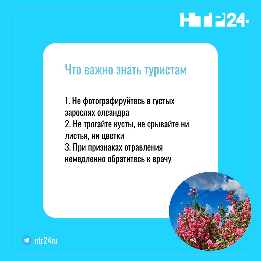 Не фотографируйтесь в густых зарослях олеандра; Не трогайте кусты, не срывайте ни листья, ни цветки; При признаках отравления немедленно обратитесь к врачу