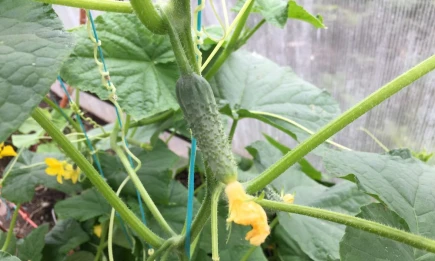 Огурцы до осени: как правильно собирать, чтобы плодоносили дольше - НТР 24