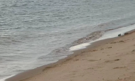 Нижнекамцев пригласили на субботник с пикником - НТР 24