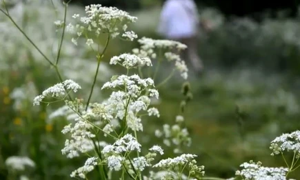 В Татарстане уничтожили 30 соток наркотических растений - НТР 24