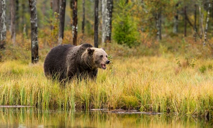 Бурые медведи в Татарстане стали чаще выходить к людям: правила безопасности - НТР 24