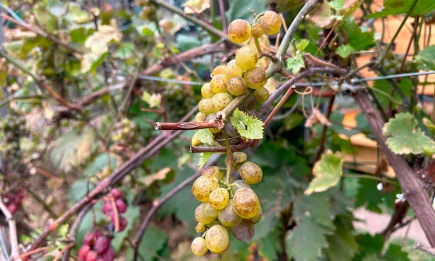 Осторожно с опрыскиванием: татарстанцам рассказали об ошибках садоводов - НТР 24