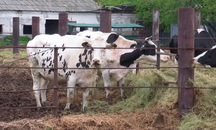 В Татарстане выявлено 4 региона с очагами бруцеллеза, 7 – с бешенством - НТР 24