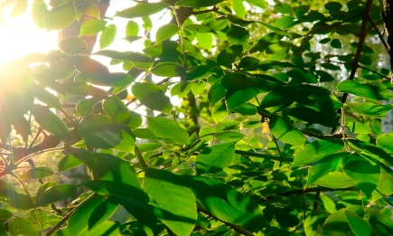 Астроном КФУ объяснил природу магнитных бурь и их влияние на человека - НТР 24