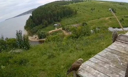 Минниханов рассказал, как назвали родившихся в Татарстане соколов - НТР 24