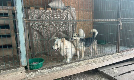 Приют «Хвостикам нужен дом» - НТР 24