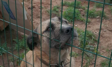 Айдар Метшин предложил пересмотреть подход к проблеме бездомных животных - НТР 24